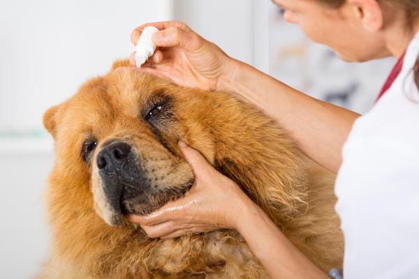 Uveítis canina - Causas, Síntomas y Tratamiento - Síntomas de uveítis en perros y diagnóstico