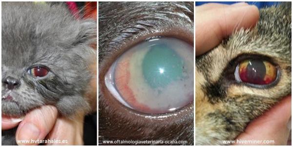 ¿Se puede curar la uveítis felina?  - Uveítis en gatos - Síntomas de uveítis en gatos