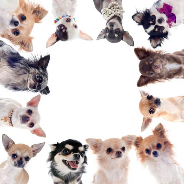 Nombres únicos para chihuahuas - Consejos para nombrar un chihuahua