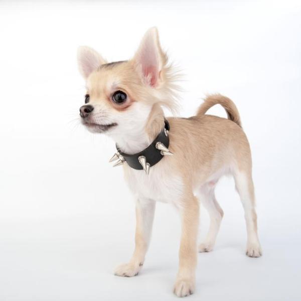 Nombres únicos para chihuahuas - Nombres únicos para chihuahuas machos