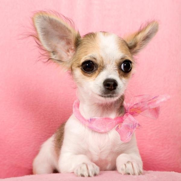 Nombres únicos para chihuahuas - Nombres únicos para chihuahuas hembra