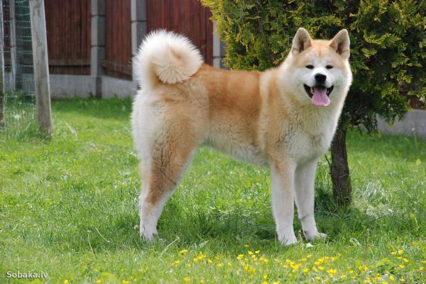 Razas de perros más perezosas - Razas de perros con poca energía - 9. Akita Inu