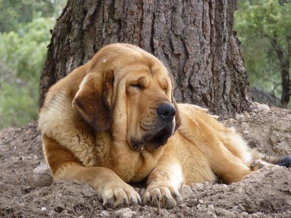 Razas de perros más perezosas - Razas de perros con poca energía - 6. Mastín español