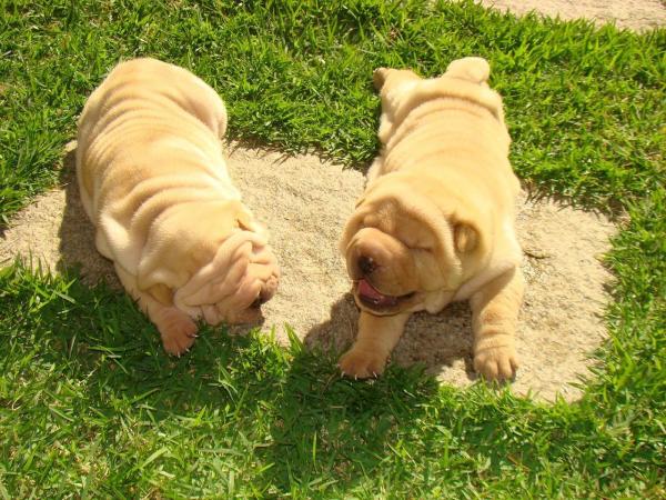 Razas de perros más perezosas - Razas de perros con poca energía - 8. Shar Pei