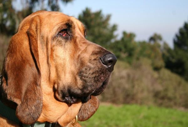 Razas de perros más perezosas - Razas de perros con poca energía - 10. Bloodhound
