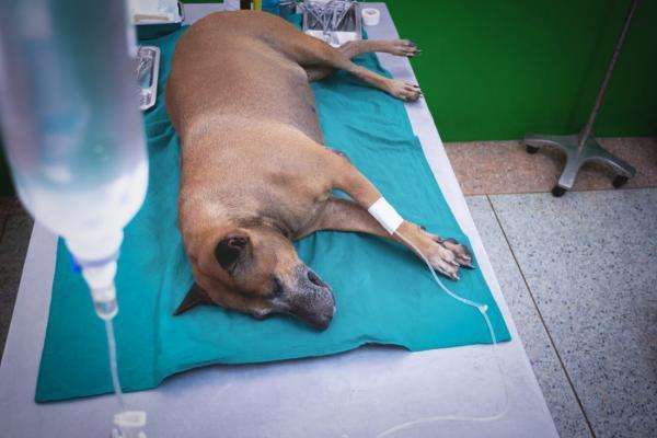 La caca de mi perro comienza sólida y luego se vuelve blanda - Síntomas de diarrea del intestino delgado en el perro