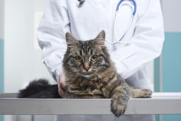 Enfermedad de Cushing en gatos - Síntomas, Tratamiento, Imágenes - Diagnóstico de la enfermedad de Cushing en gatos