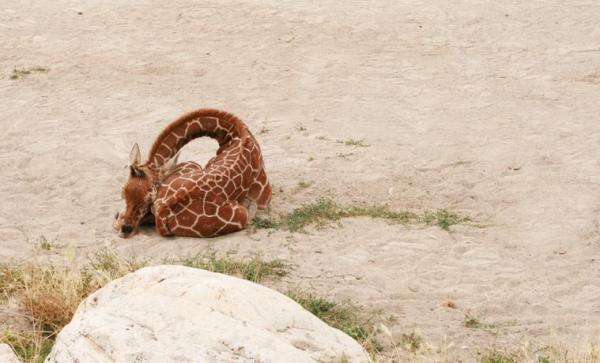 ¿Las jirafas duermen de pie?  - ¿Cómo duermen las jirafas?