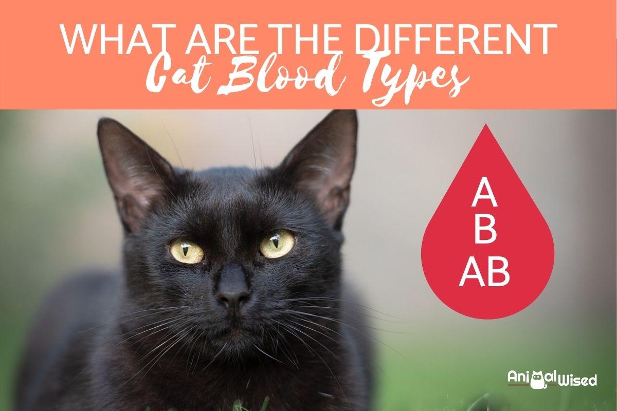 ¿los Gatos Tienen Tipos De Sangre?