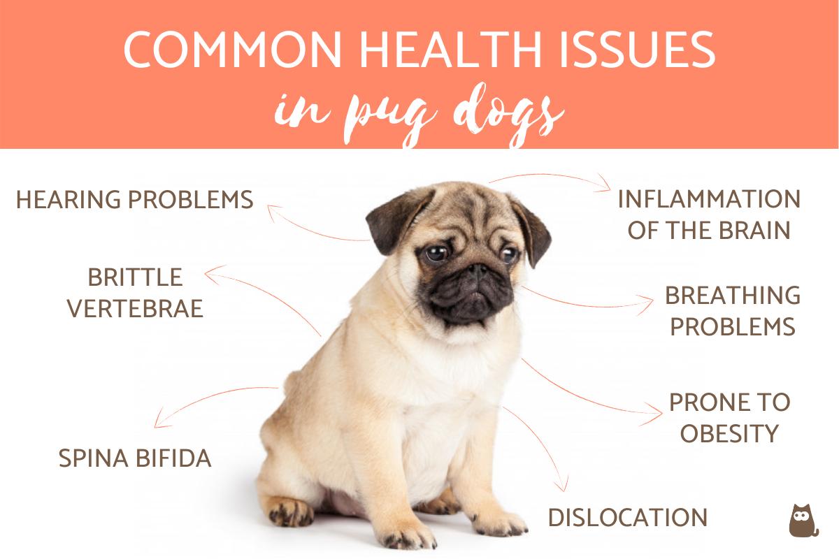 Problemas De Salud Comunes en Los Perros Pug