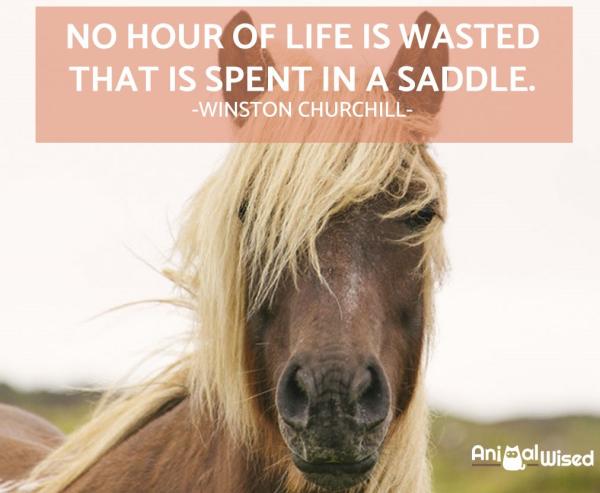 Más de 50 citas inspiradoras de caballos - Citas de caballos para Instagram 