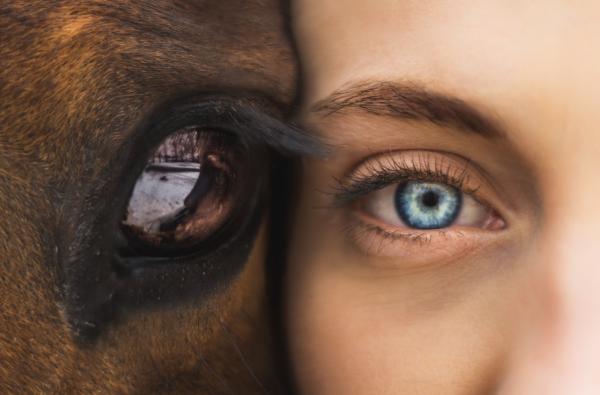 Más de 50 citas inspiradoras de caballos - Citas de caballos: amor