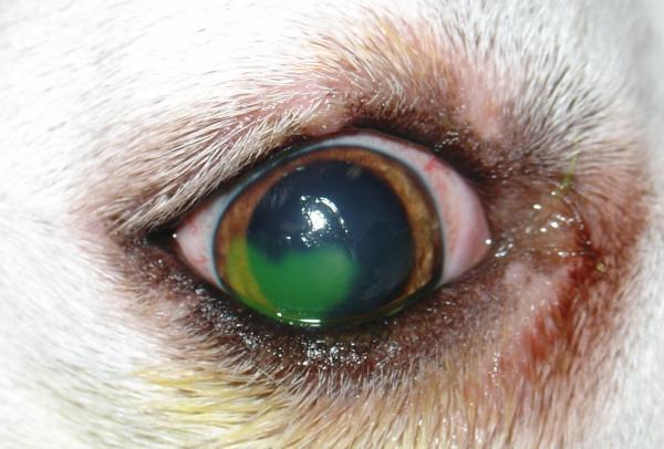 Dexametasona para perros con ojos hinchados - Contraindicaciones de la dexametasona en perros
