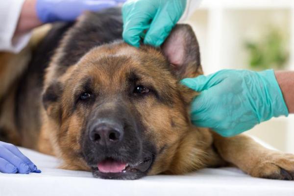 Mi perro tiene la oreja hinchada - Hematoma auditivo en perros - Cirugía para el hematoma auditivo en perros