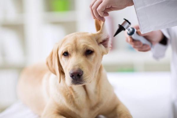 Mi perro tiene la oreja hinchada - Hematoma auditivo en perros - Tratamiento para los hematomas auditivos en perros