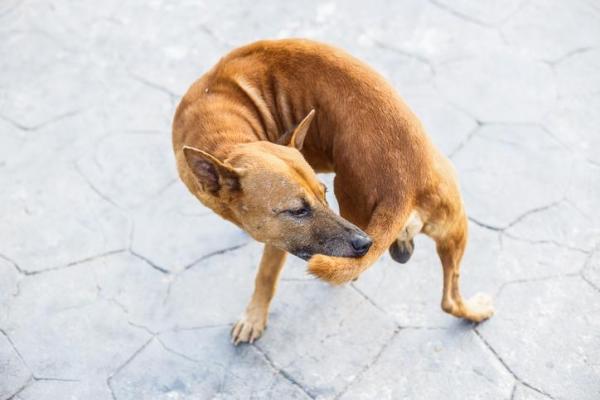 La cola de mi perro está flácida - Síndrome de la cola flexible en perros - Síntomas del síndrome de la cola flexible en perros