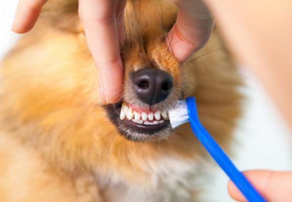 A mi perro le sangran las encías - Gingivitis en perros - Tratamiento de la gingivitis en perros