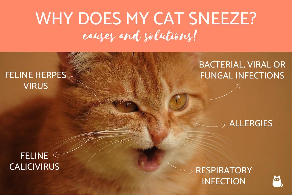 ¿por Qué Mi Gato Estornuda?