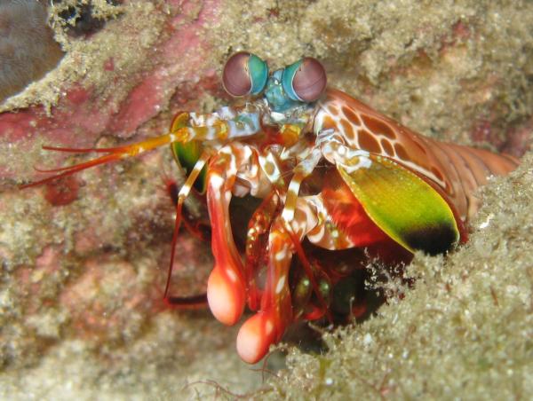 Lista de animales de ojos grandes: ¡15 de los más lindos!  - 2. Camarón mantis con mancha morada