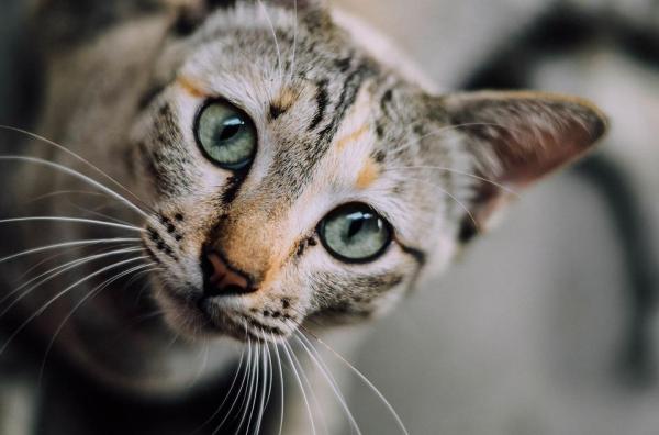 Lista de animales de ojos grandes: ¡15 de los más lindos!  - 9. Gato doméstico