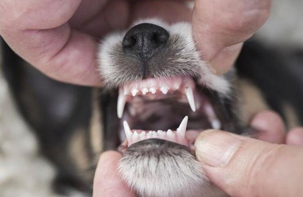 ¿Cuándo pierden los perros los dientes de leche?  - Cómo saber la edad de un perro por sus dientes
