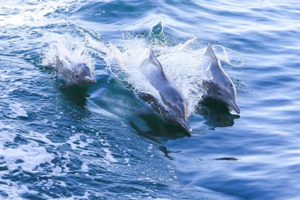 Lista e imágenes de animales nativos australianos - 3. Delfín jorobado australiano