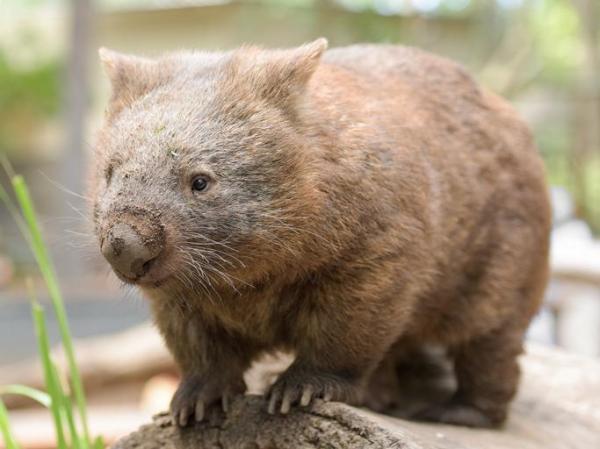 Lista e imágenes de animales nativos australianos - Animales nativos australianos