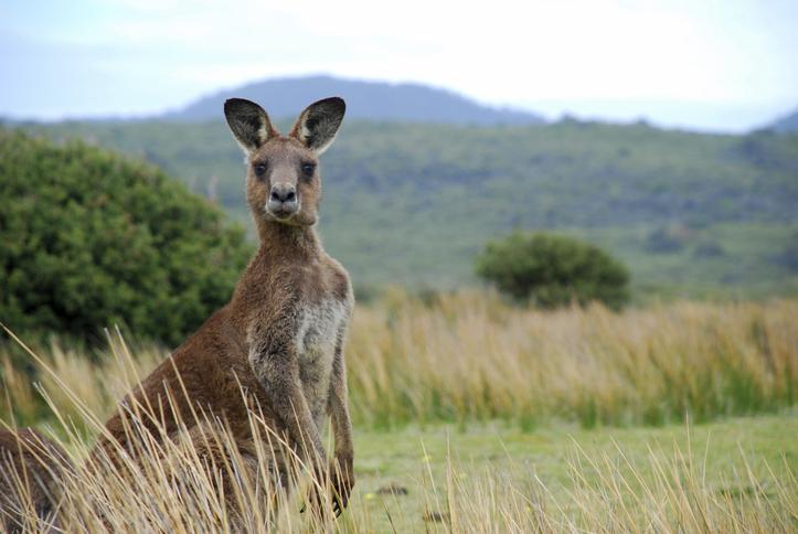 Lista E Imágenes De Animales Nativos Australianos