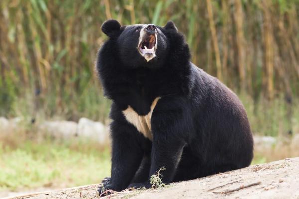 ¿Cuántos tipos de osos hay?  - oso negro asiático