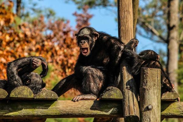 Similitudes entre humanos y chimpancés - Comportamiento y biología - Locomoción 