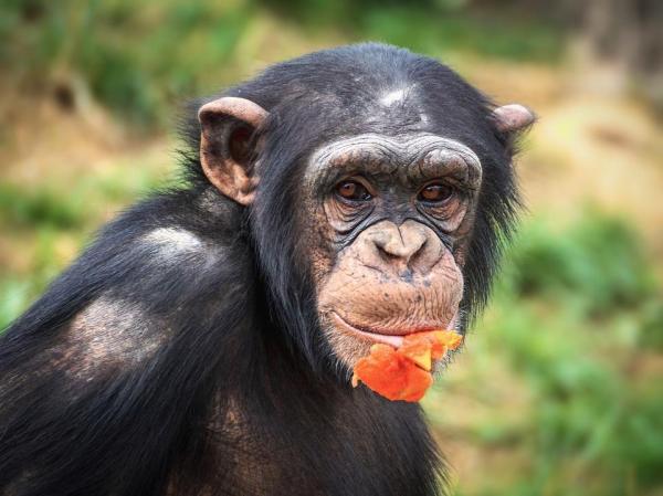 Similitudes entre humanos y chimpancés - Comportamiento y biología - Jugar