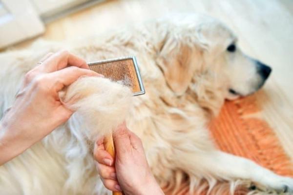 Cómo eliminar el olor a perro en la casa - 1. La rutina de higiene del perro