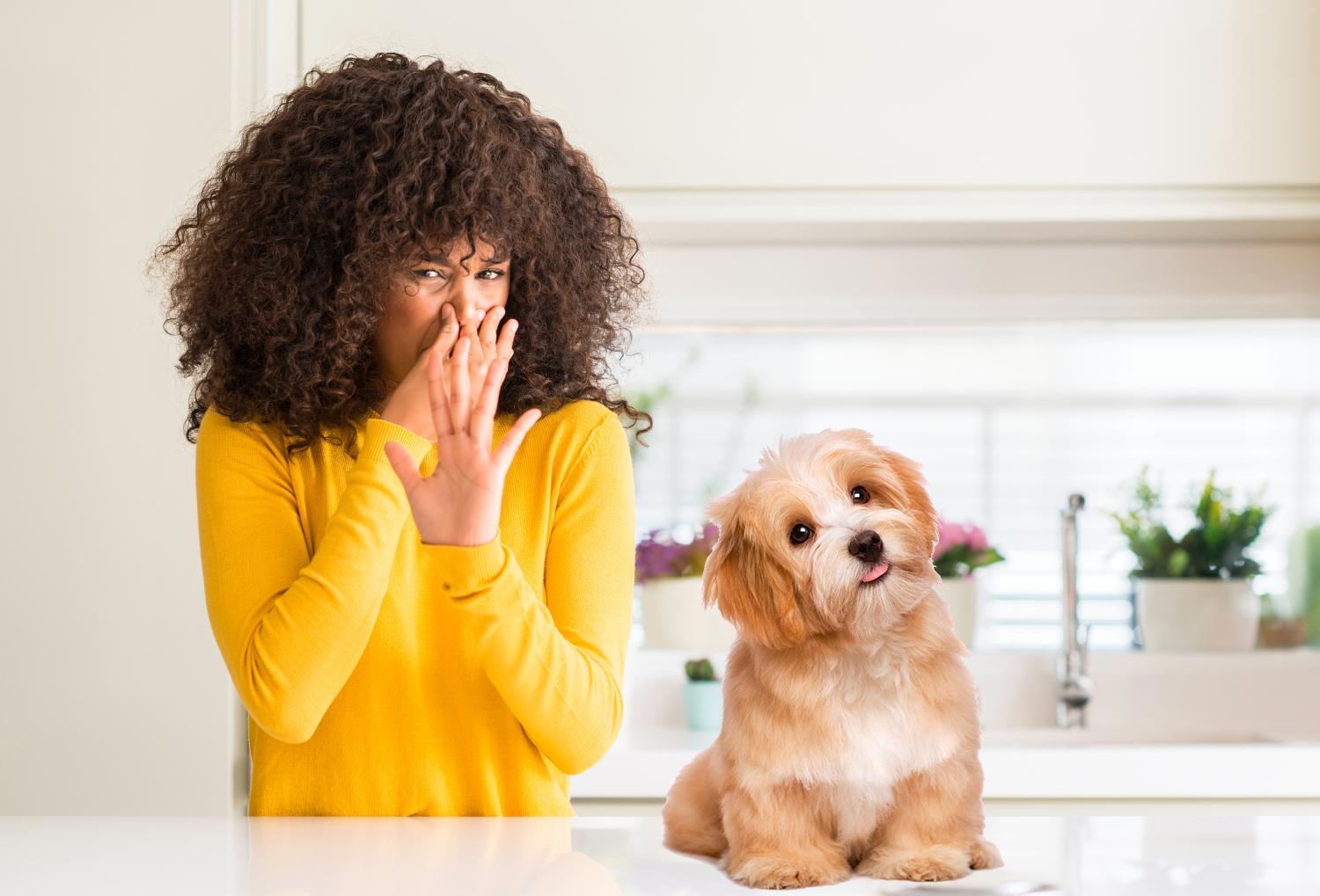 Cómo Deshacerse Del Olor a Perro en La Casa