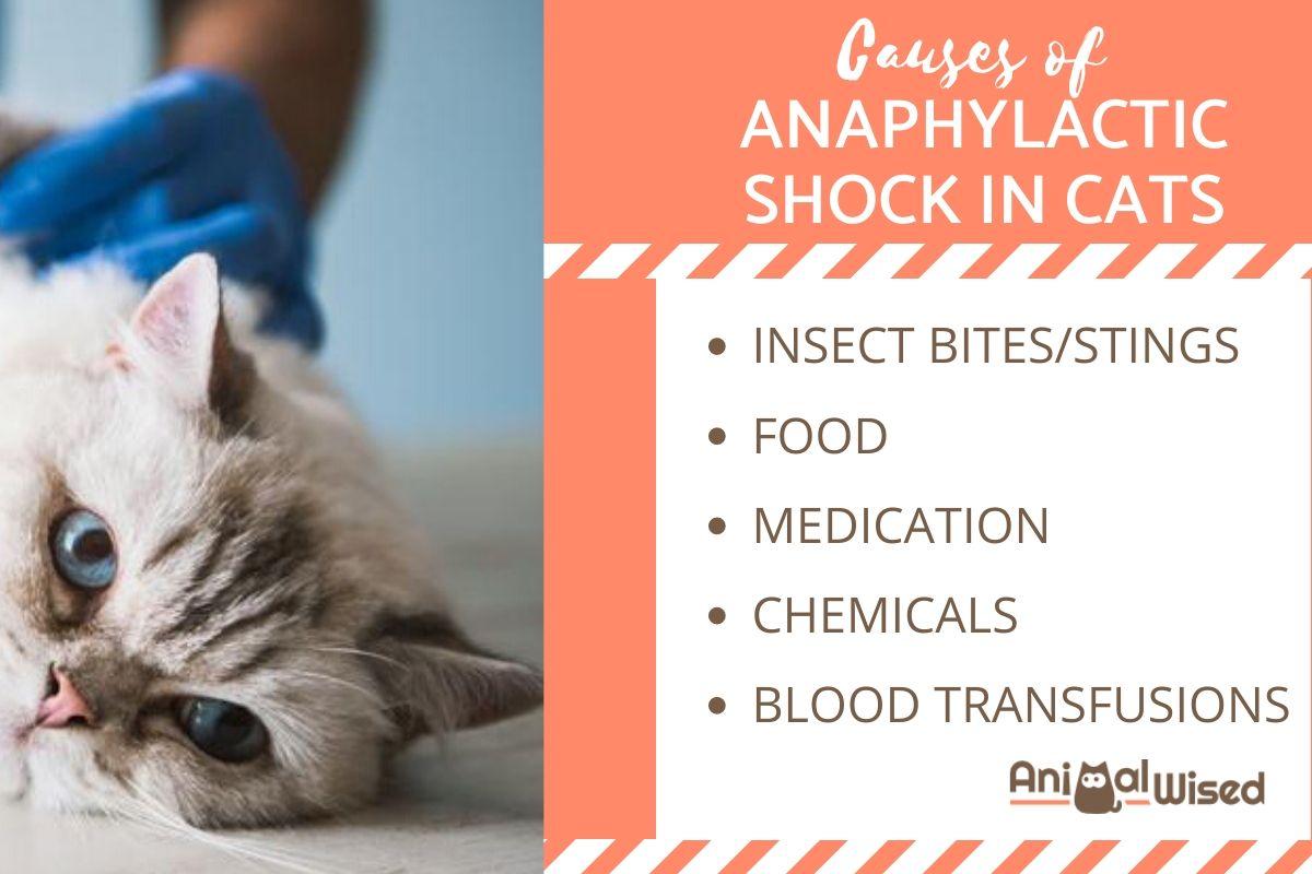 Shock Anafiláctico en Gatos: Síntomas, Diagnóstico Y Tratamiento