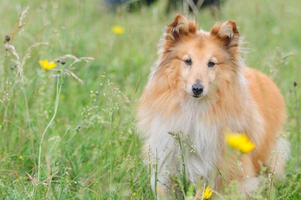 Lista de las 15 razas de perros más obedientes - Con imágenes - 6. Perro pastor de Shetland