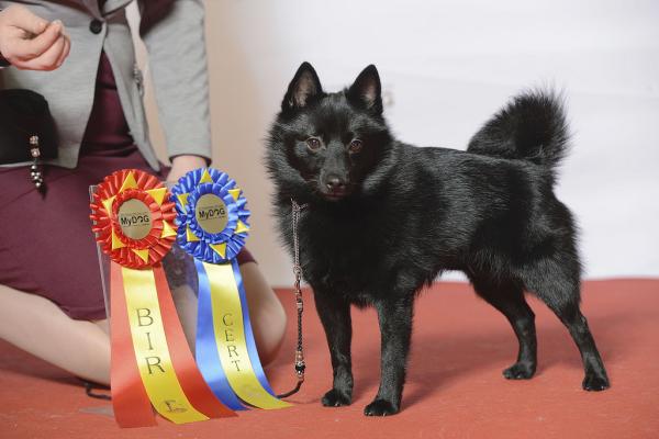 Lista de las 15 razas de perros más obedientes - Con imágenes - 15. Schipperke belga