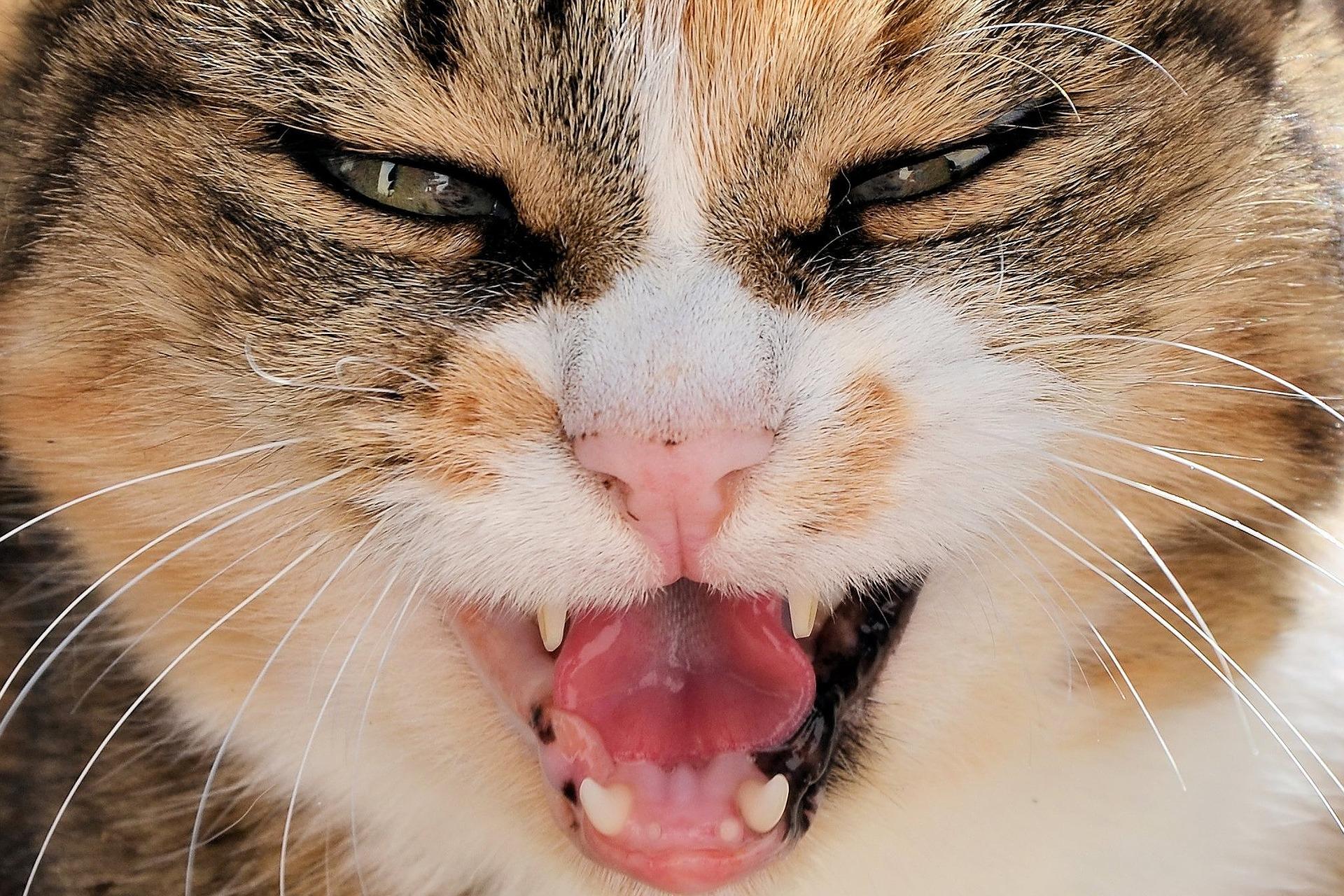 Mi Gato Tiene Las Encías Rojas E Hinchadas: Estomatitis en
