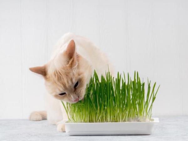 ¿Por qué los gatos comen hierba?  - Por qué los gatos comen hierba: plantas buenas para los gatos 