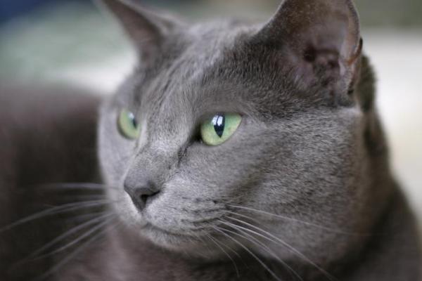 Razas de gatos más populares: ¡con imágenes!  - Raza de gato elegante: Azul Ruso