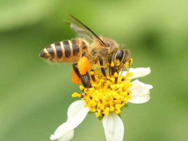 Diferentes tipos de abejas melíferas - Especies y características - Abeja asiática