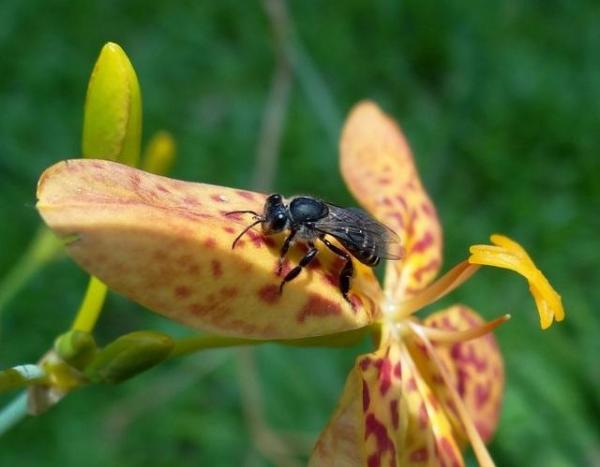Diferentes tipos de abejas melíferas - Especies y características - Abeja melífera enana oscura 