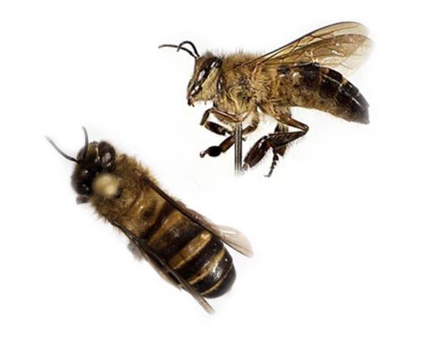 Diferentes tipos de abejas melíferas: especies y características - La abeja de Koschevnikov