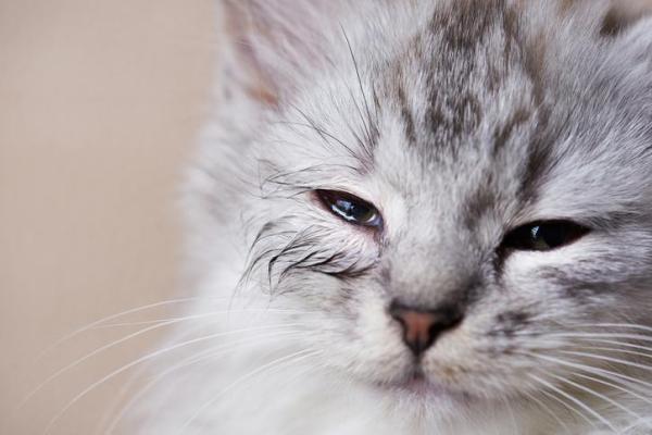 ¿Por qué un gato llora todo el tiempo?  - ¿Los gatos lloran cuando están enfermos?