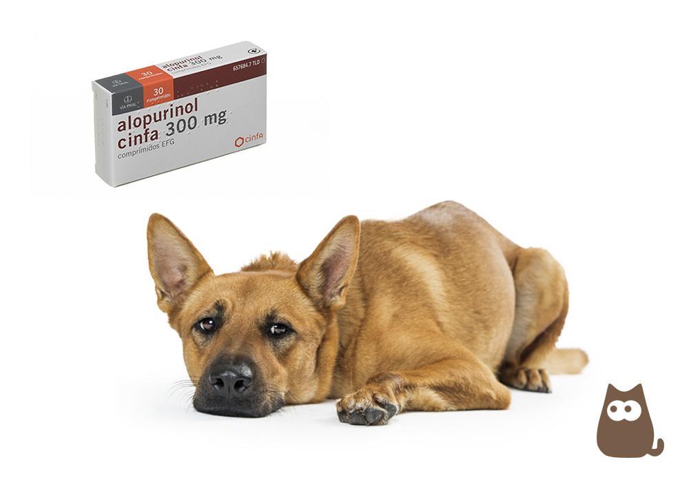Alopurinol Para Perros: Usos, Dosis Y Efectos Secundarios