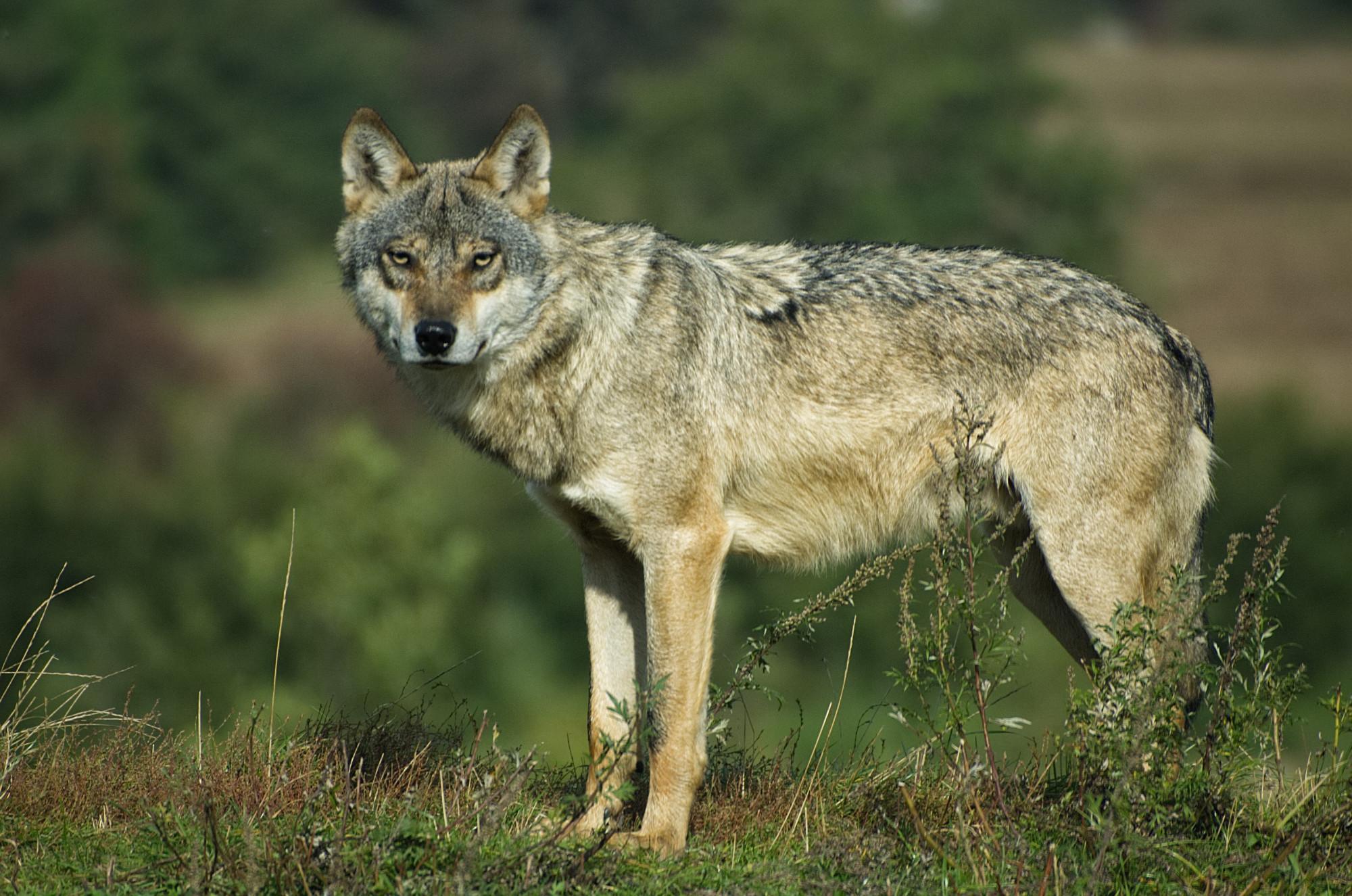 ¿con Qué Frecuencia Los Lobos Atacan a Los Humanos?