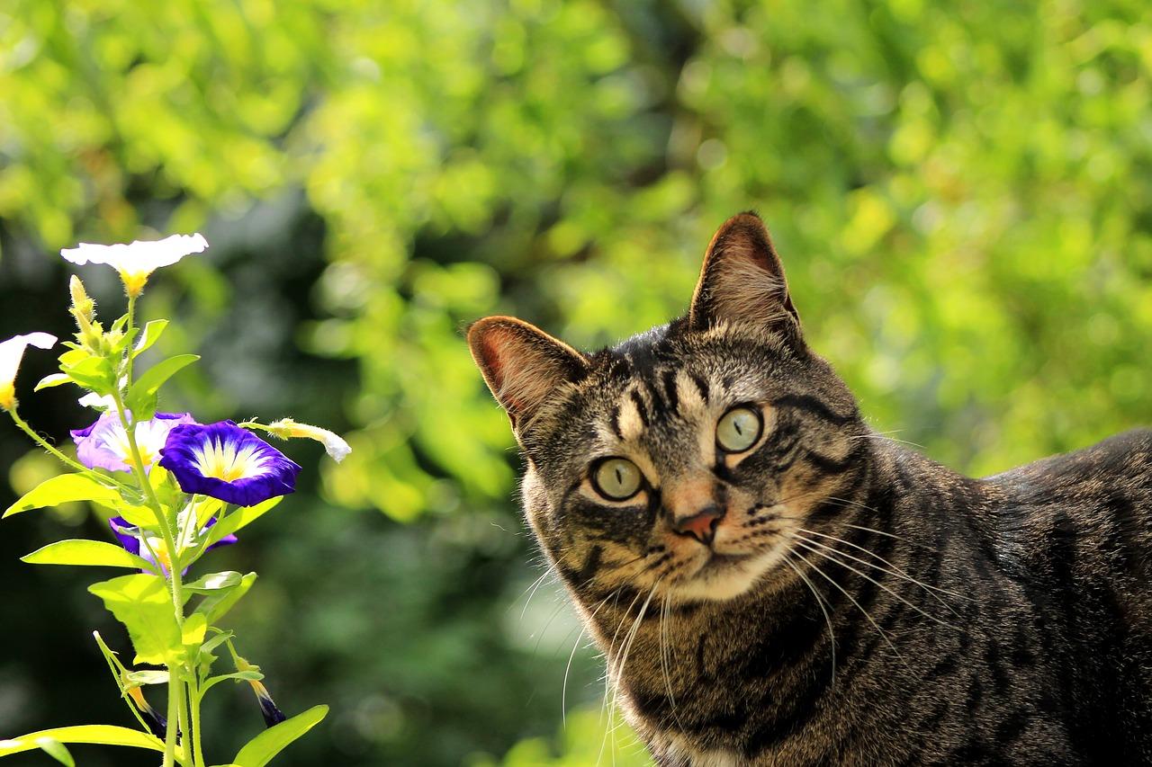 Más De 20 Plantas Que Son Tóxicas Para Los Gatos
