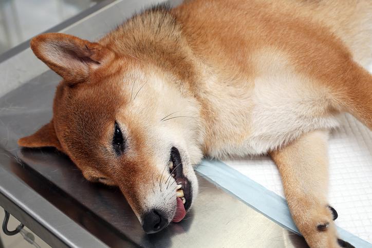 Botulismo en Perros: Síntomas, Diagnóstico Y Tratamiento