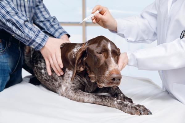 Sepsis en perros - Síntomas, tratamiento y contagio - Sepsis en perros: síntomas