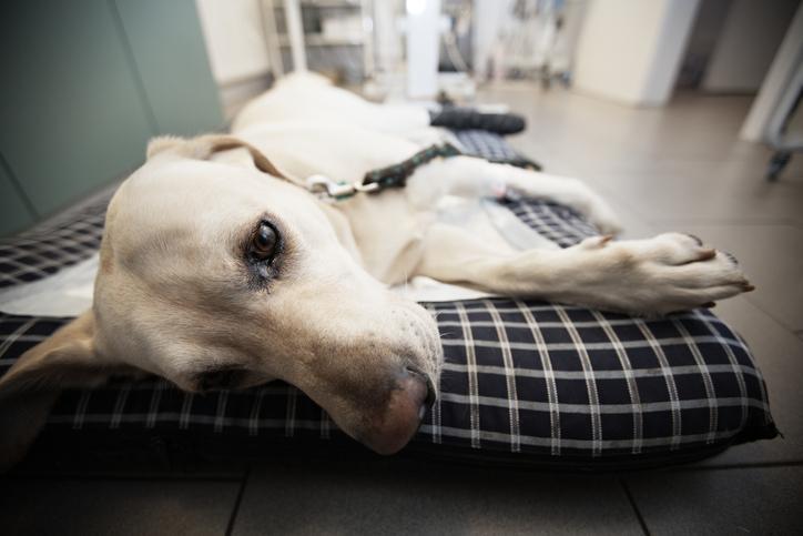Sepsis en Perros: Síntomas, Tratamiento Y Contagio