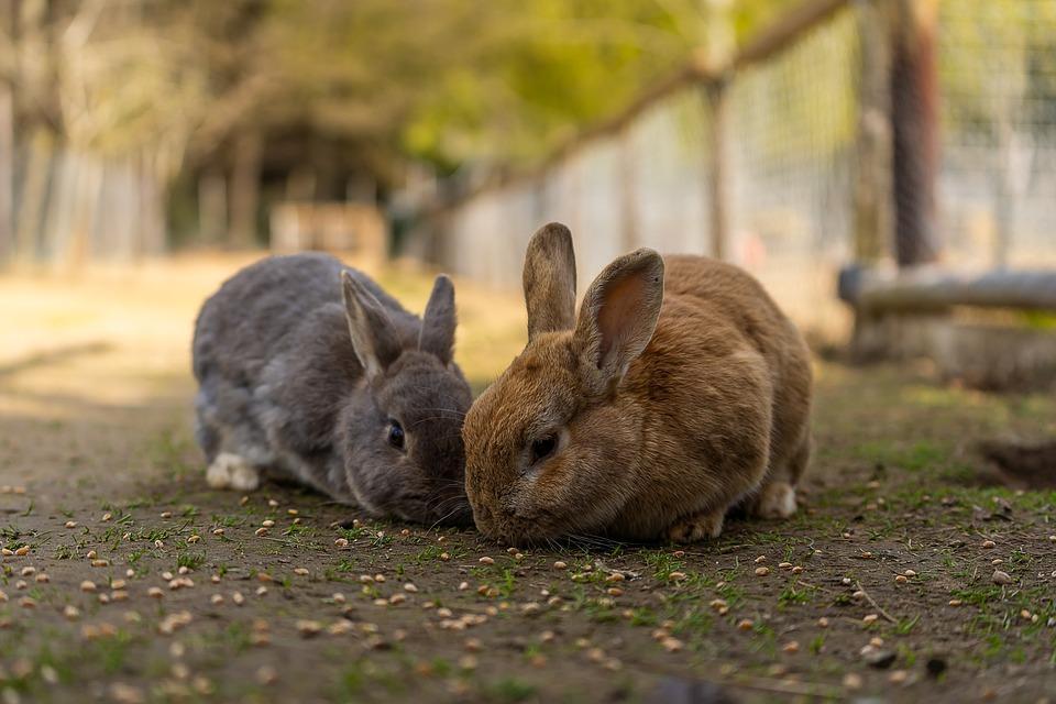Snuffles (pasteurelosis) en Conejos: Causas, Síntomas Y Tratamiento